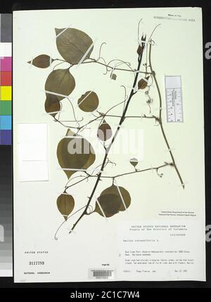 Smilax rotundifolia L Smilax rotundifolia L. Stockfoto