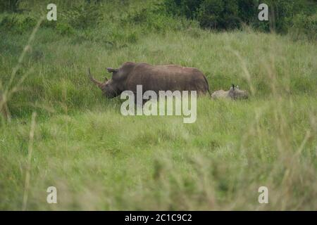 Nashorn Baby und Mutter - Nashorn mit Vogel Schwarzes Nashorn mit beschüttelten Nashorn Diceros bicornis Stockfoto