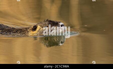 Nahaufnahme von Nutria mit orangen Zähnen, die bei Sonnenuntergang im Wasser schwimmen Stockfoto