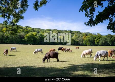 Rinder mit Kälbern auf der Sommerweide auf der britischen Viehzucht Stockfoto