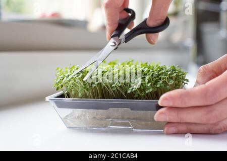 Nahaufnahme Der Frau Schneiden Mikro Greens Ernte Der Rakete Wächst Zu Hause Stockfoto