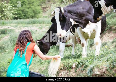 Landwirt füttern Kühe auf einem Bio-Bauernhof Stockfoto