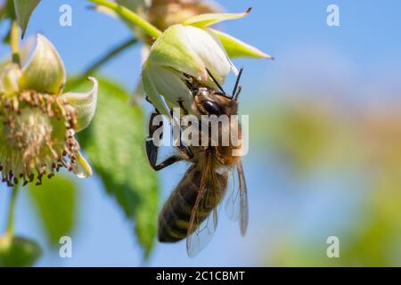 Hummel, sammeln von Pollen in der Sommersonne Stockfoto