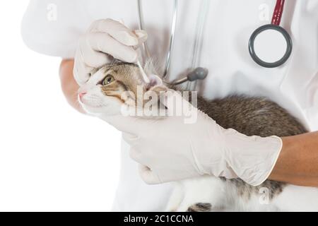 Tierarzt, der ein Ohr führt, das eine Katze in der Klinik reinigt Stockfoto