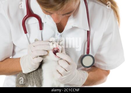 Tierärztliche Untersuchung Durchführung einer Zahnklinik Katze Stockfoto