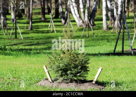 Einsamer kleiner Weihnachtsbaum wird im Gatchina Park nach dem Plan der Pflanzungen gepflanzt. Eingezäunt mit einem Zaun. Stockfoto