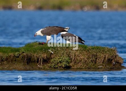 Der männliche Seeadler verschlang eine halbe Stunde das Schwein, bevor er zurücktrat, um die Beute mit seinem Partner zu teilen. AUSTRALIEN: VERBLÜFFENDE Fotos beweisen t Stockfoto