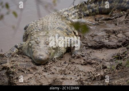 Nilkrokodil Crocodylus niloticus großer Krokodil am Fluss Serengeti Stockfoto