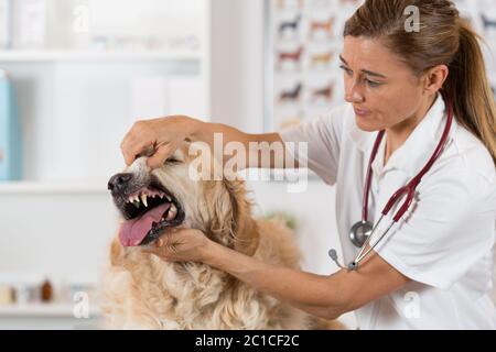 Tierarzt Ausführung eine zahnärztliche Kontrolle, ein Golden Retriever in klinischen Stockfoto