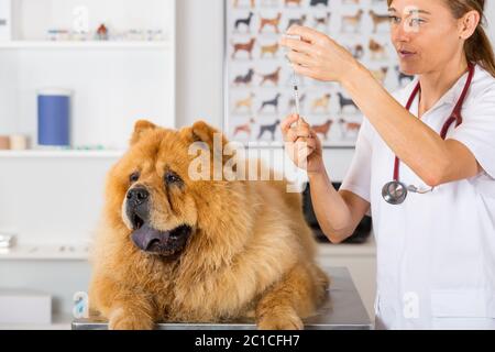 Tierarzt Injektion einen Impfstoff zu einem Hund Chow Chow Stockfoto