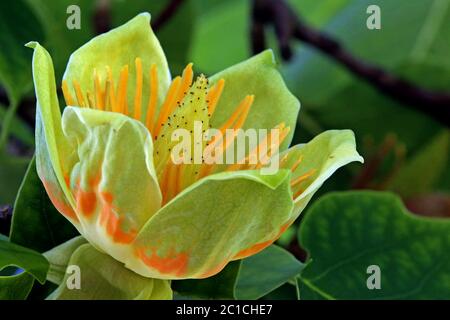 Orange-gelbe Blume des Tulpenbaums Liriodendron tulipifera Stockfoto