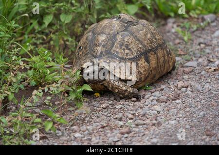 Leopardschildkröte Stigmochelys pardalis Africa Kenya Tansania Groß und attraktiv markiert in den Savannen gefunden Stockfoto