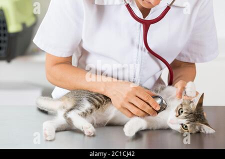 Tierarzt durchführen Auskultation eine kranke Kätzchen in der Klinik Stockfoto