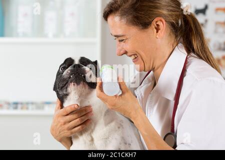 Tierklinik mit eine französische Bulldogge macht eine Reinigung Ohren Stockfoto