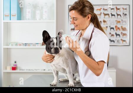 Tierklinik mit eine französische Bulldogge macht eine Reinigung Ohren Stockfoto