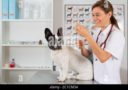 Tierarzt Injektion einen Impfstoff zu einem Hund französische bulldog Stockfoto