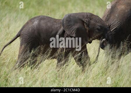 Elefant Baby Amboseli - Big Five Safari -Baby afrikanischen Busch Elefant Loxodonta africana Stockfoto