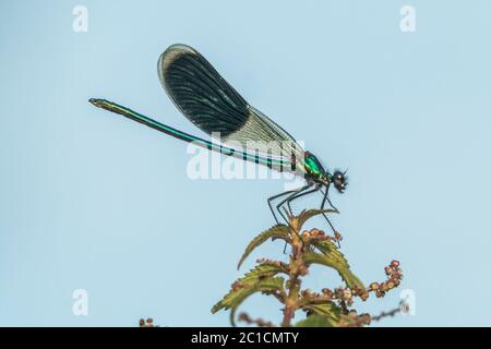 Gebänderte prächtige Libelle sitzt auf einem Grashalm Stockfoto