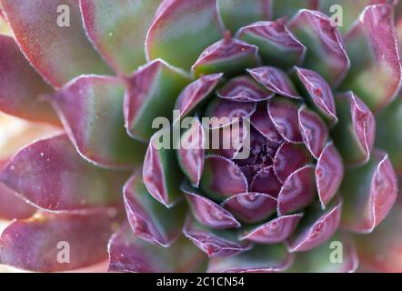 Echeveria elegans. Grüne Natur Hintergrund. Nahaufnahme einer Sukkulenten Pflanze. Stockfoto