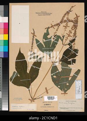 Ambrosia trifida L Ambrosia trifida L. Stockfoto