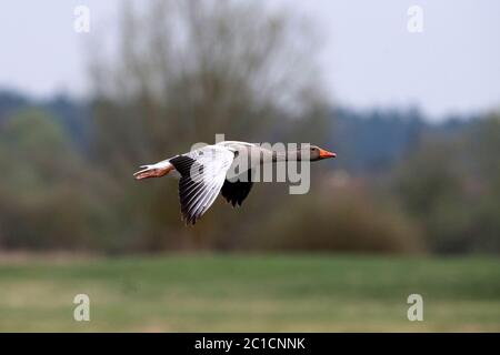 Graugänse im Frühjahr, Flug *** Ortsüberschrift *** Anser anser, fliegende Graugänse, fliegende Vögel, Gans, Graugans, Graugänse im Flug, Stockfoto