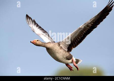 Graugänse im Frühjahr, Flug *** Ortsüberschrift *** Anser anser, fliegende Graugänse, fliegende Vögel, Gans, Graugans, Graugänse im Flug, Stockfoto