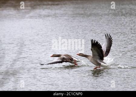 Graugänse im Frühjahr *** Ortsüberschrift *** Anser anser, Gans, Graugans, Graugänse im Flug, Graugänse im Frühjahr, Graugänse im Frühjahr, Graugänse Stockfoto