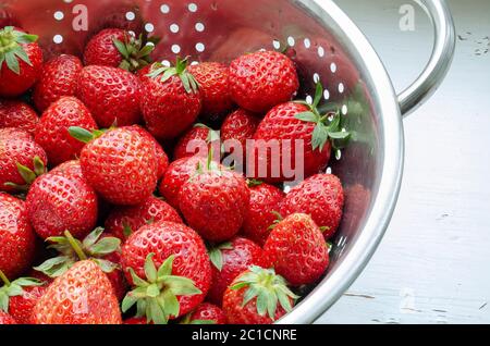 Bio-Lebensmittel. Servieren von reifen Erdbeeren in einem Metallsieb. Ernte leckere Beeren aus dem Garten. Stockfoto