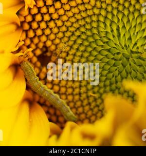 Grüne Gans auf einer Sonnenblume, zerstört der Schädling die Ernte Stockfoto