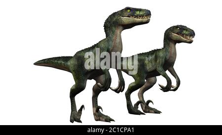 Dinosaurier Velociraptor - isoliert auf weißem Hintergrund Stockfoto
