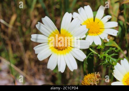 Glebionis coronaria, Chrysanthemum coronarium Wildblume. Beja, Portugal. Stockfoto