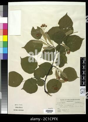 Tilia europaea L Tilia europaea L. Stockfoto