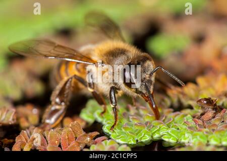 APIs mellifera westlichen Honigbiene europäisch Stockfoto