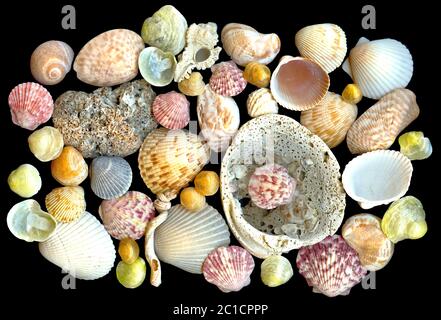 Bunte Sammlung von verschiedenen Muscheln aus dem Golf von Mexiko auf dunklem Hintergrund. Weichtiere in verschiedenen Farben, Größen, Formen und Mustern. Stockfoto