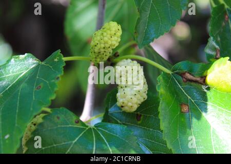 Nahaufnahme einer grünen und reifen weißen Maulbeere auf einem Ast. Morus alba als weiße Maulbeere. Beja, Portugal. Stockfoto