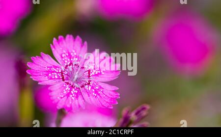 Nelken sind schöne Blumen für Ihren Garten aus nächster Nähe Stockfoto