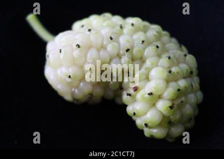 Makro von weißen Maulbeerfrucht mit Details. Morus alba, weiße Maulbeere. Auf schwarzem Hintergrund. Stockfoto