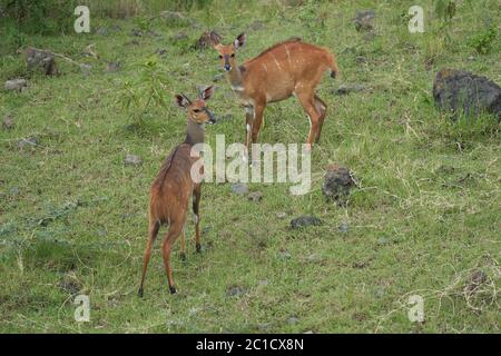 Tiefland Nyala Tragelaphus angasii Spirale gehörnte Antilope Afrika Stockfoto