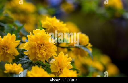 Kerria japonica, ein schöner gelb blühender Strauch. Stockfoto