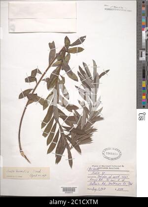 Salix humiis Marshall Salix humiis Marshall. Stockfoto