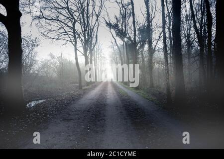 Wanderweg durch einen mysteriösen dunklen alten Wald im Nebel. Herbstmorgen auf der Krim. Magische Atmosphäre. Märchen Stockfoto