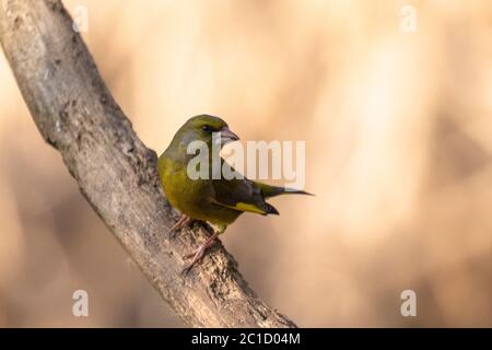 Single adult Grünfink (Carduelis chloris) auf einem Zweig in natürlichen Waldlandschaft thront Stockfoto