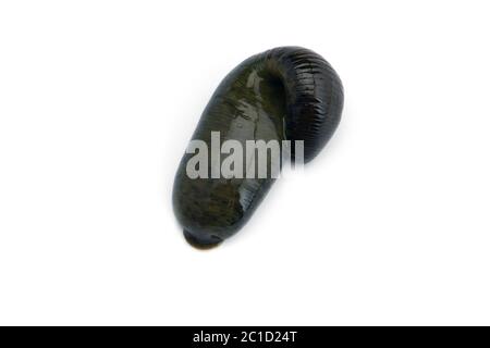 Riesige schwarze Flusslech isoliert auf weißem Hintergrund Stockfoto