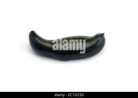 Riesige schwarze Flusslech isoliert auf weißem Hintergrund Stockfoto