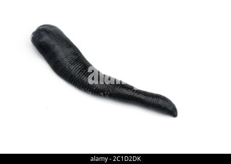 Riesige schwarze Flusslech isoliert auf weißem Hintergrund Stockfoto