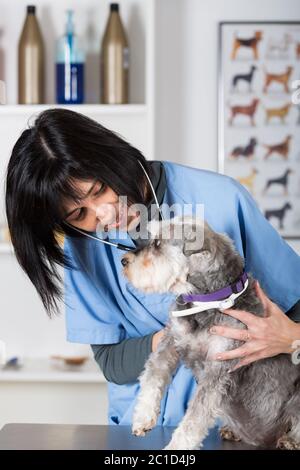 Tierarzt Ausführung eine zahnärztliche Kontrolle zu einem Mini Schnauzer in klinischen Stockfoto