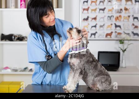 Tierarzt Ausführung eine zahnärztliche Kontrolle zu einem Mini Schnauzer in klinischen Stockfoto