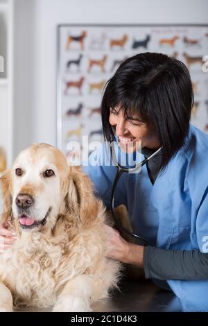 Tierarzt Ausführung eine zahnärztliche Kontrolle, ein Golden Retriever in klinischen Stockfoto