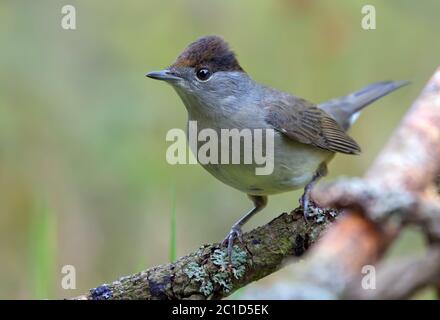 Männliche eurasische Schwarzmütze (sylvia atricapilla) auf kleinen Stock mit sauberen grünen Hintergrund thront Stockfoto