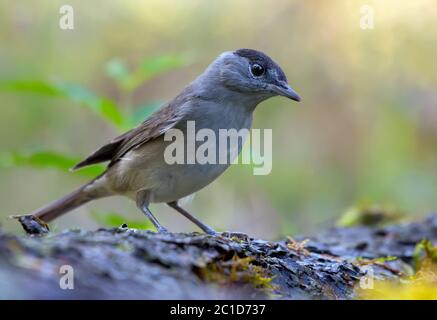 Männliche eurasische Schwarzmücke (sylvia atricapilla), die auf einer alten Flechtenstammrinde im Wald posiert Stockfoto